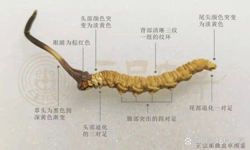蒲江雀舌的功效与作用网 | 蒲江雀舌248克绿茶价格,蒲江雀舌介绍