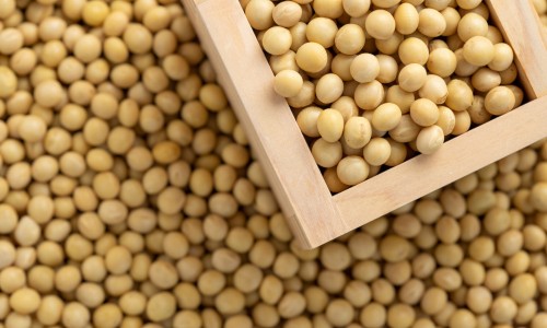 蒲江雀舌介绍-蒲江雀舌的功效与作用网 | 蒲江雀舌248克绿茶价格,蒲江雀舌介绍