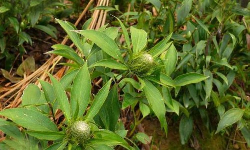 蒲江雀舌的功效与作用网 | 蒲江雀舌248克绿茶价格,蒲江雀舌介绍